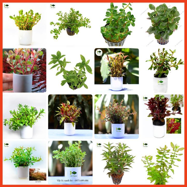 Cây thủy sinh, cắt cắm, lá cạn thu hoạch trực tiếp tại trại cây Vũ Aqua