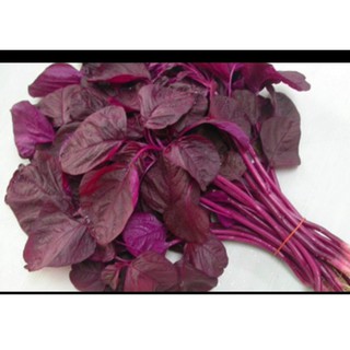 hạt giống rau dền