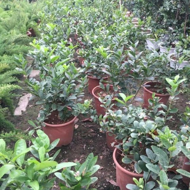 CÂY CHANH VÀNG MỸ