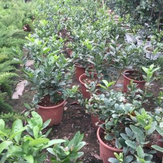 Cây chanh vàng mỹ