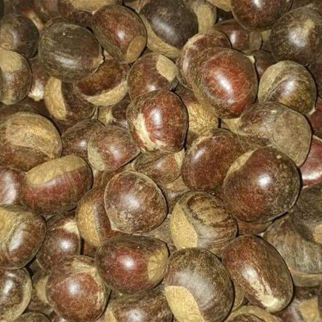 Hạt dẻ size to thơm ngọt bùi
