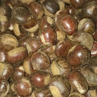 Hạt dẻ size to thơm ngọt bùi