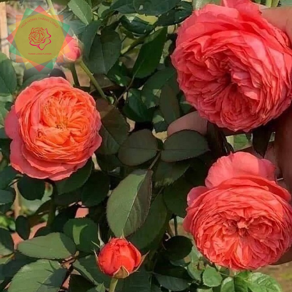 Cây hoa hồng ngoại Flamingo Đức  màu cam hồng - Hoa hồng Thăng Long Flower