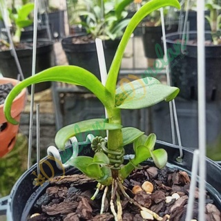 Phân Bón Kích Mầm Kích Rễ & Thải độc Tố Trong Đất - ROOT PLEX