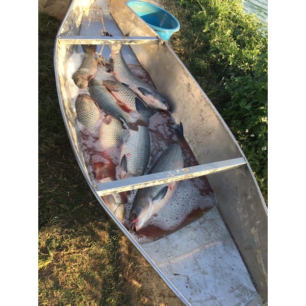 Thính Dụ Câu Cá Trắm Đen Và Cá Chép