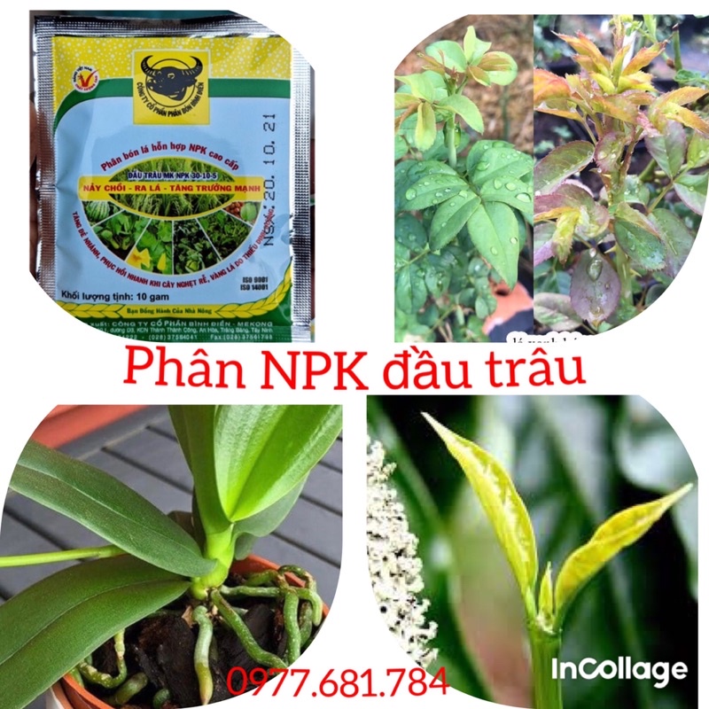 Phân NpK Đầu Trâu, đầu trâu 501, đầu trâu NPK 30-10-5 + TE Giúp Nảy Chồi Ra Lá, mập thân, lớn quả gói 10g Longf1