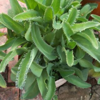 cây con sống đời..(cánh lá giống hoa hồng)
