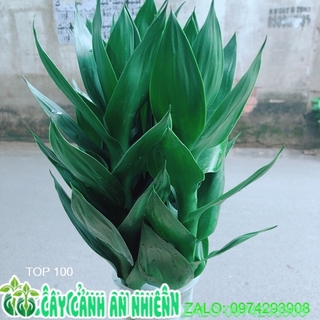 Phát Tài Búp Sen