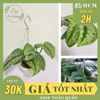 CHẬU CÂY TRẦU BÀ LỤA GIỎ TREO Size Mini,(cao 10cm), cây phong thủy để bàn mini GIÁ RẺ, lọc không khí, Cây Tươi Nguyên