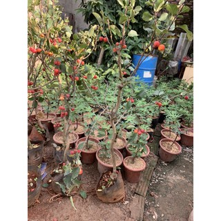 cây táo bon sai cơ lớn