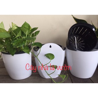 3 Chậu trồng cây thông minh treo tường tự tưới size L.