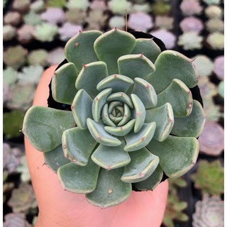 sen đá size nhỏ ngẫu nhiên