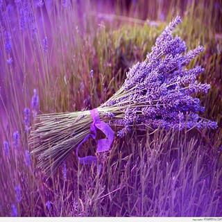 TINH DẦU OẢI HƯƠNG (Lavender Oil) 100ml
