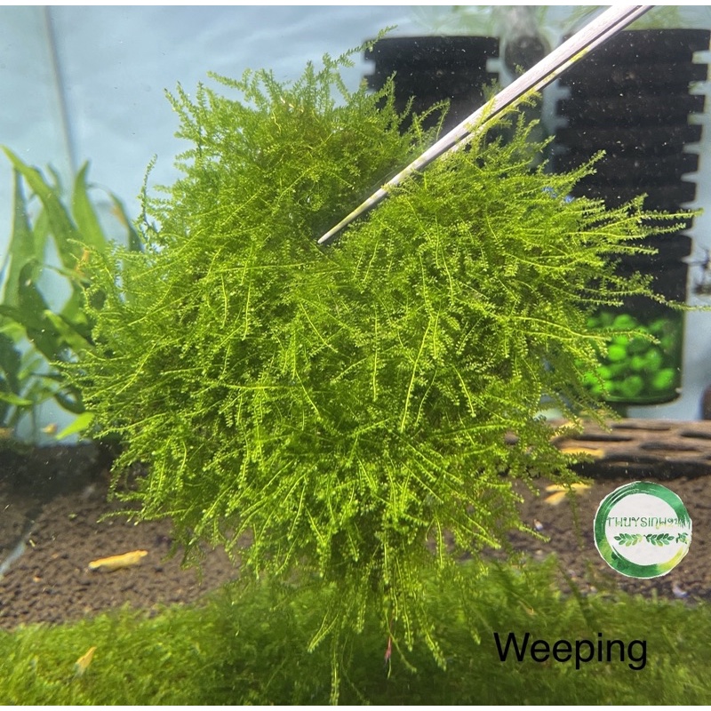rêu weeping sin - weping rêu thuỷ sinh - dễ trồng không cần co2