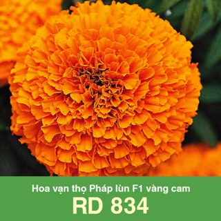 Hạt Giống Vạn Thọ Pháp Lùn Cam 834 (10 hạt)