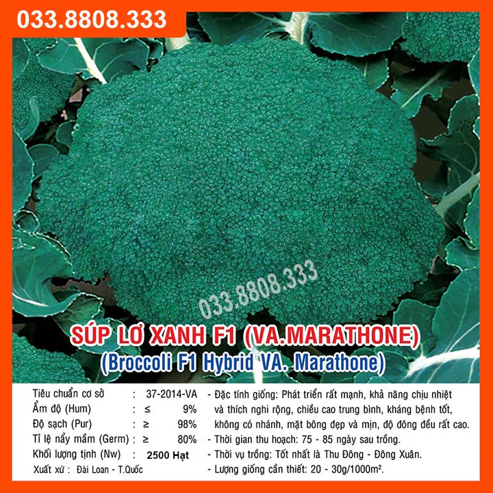 Hạt Giống Súp Lơ Xanh Marathone F1 gói  3.300 Hạt
