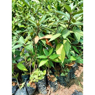 Combo 2 cây giống khổ sâm