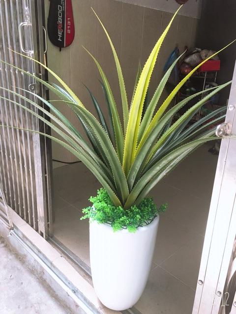 Chậu sứ Bát Tràng trồng cây size đại 45*30cm - HN