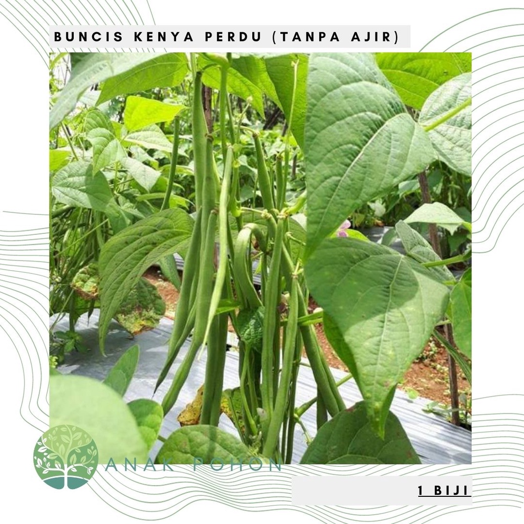 Hạt giống Hạt giống - Đậu Kenya Hạt loại không bụi - Thu hoạch trong 45 ngày 20h