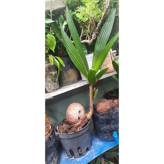 Dừa bonsai Tài Lộc may mắn(trưng văn phòng cửa hàng)