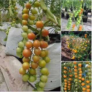 30 Hạt giống cà chua bi dây chùm siêu quả  (Kèm kích thích hạt nảy mầm)