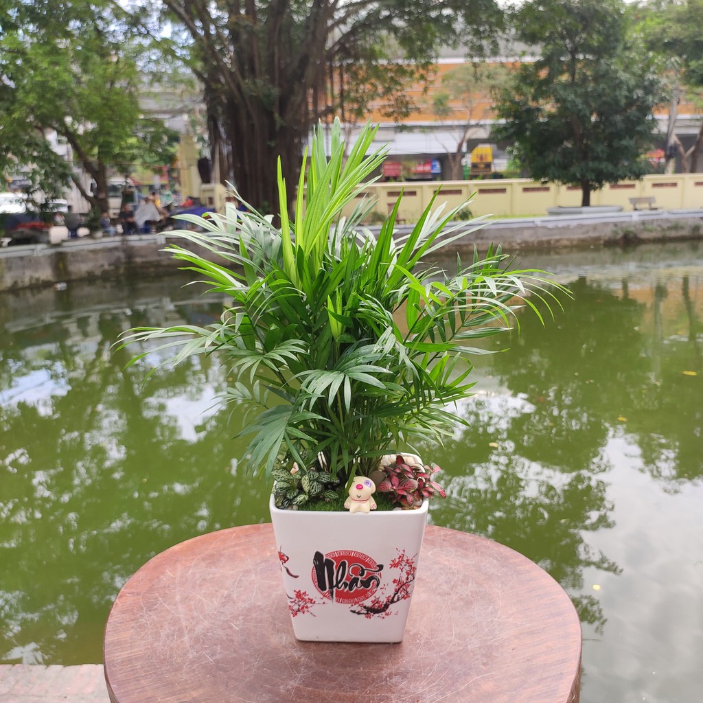 Cây cau tiểu trâm trồng chậu sứ đẹp, phối tiểu cảnh sinh động đẹp mắt, phù hợp trồng văn phòng, trang trí nội thất