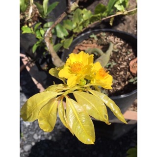 Cây mai lá ngọc cành vàng bonsai - lá và hoa điều đẹp, gốc đẹp