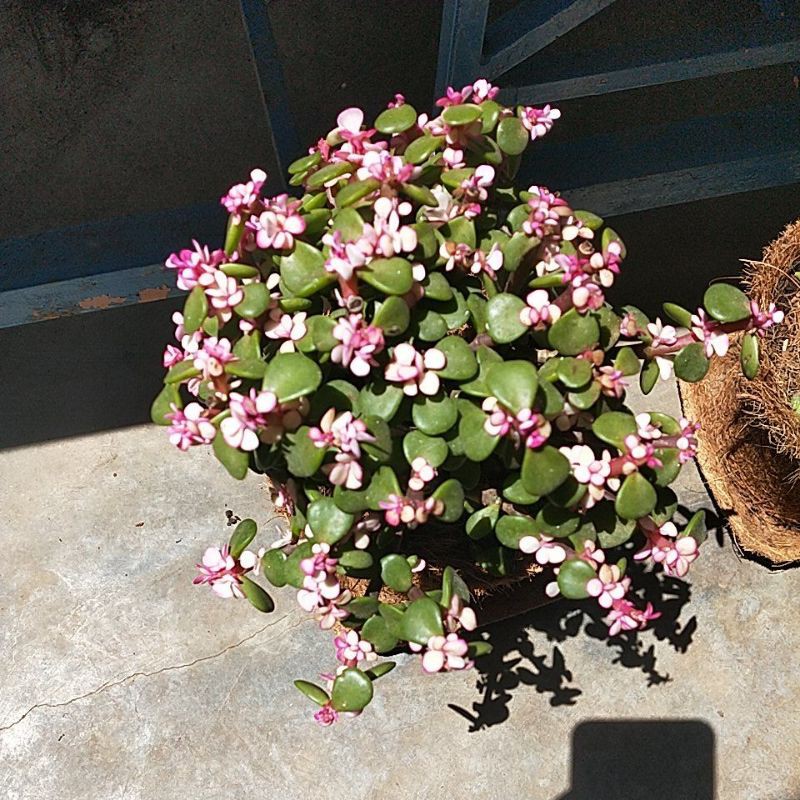 sen đá đô la gốc thụ