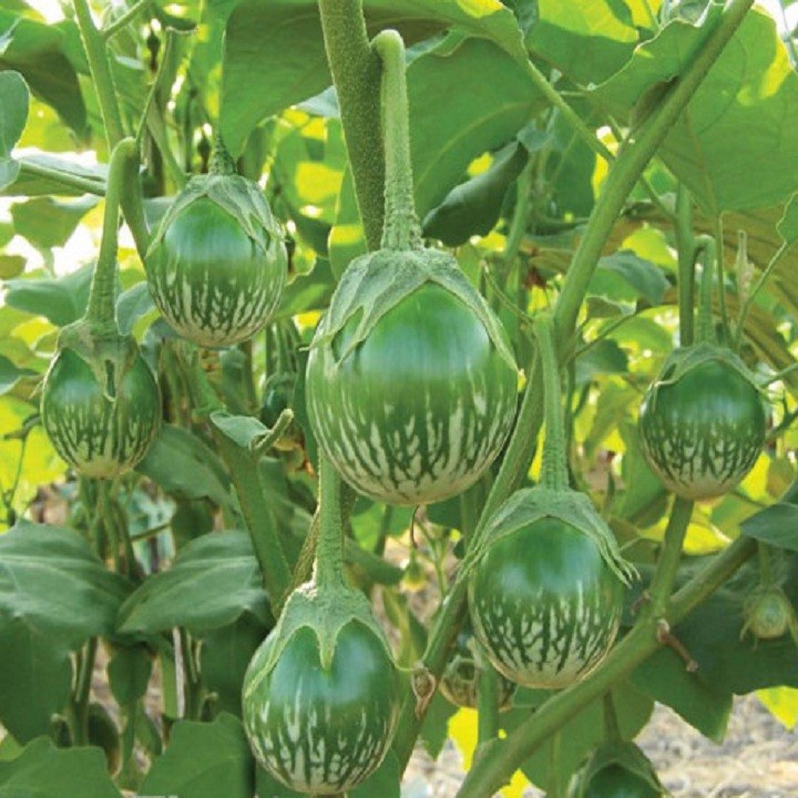 Hạt giống cà ghém cà ngọt lai F1 giòn ngon - rau củ quả trồng chậu, sân vườn ngon giòn ngọt nảy mầm cao 0.2gr RADO 525