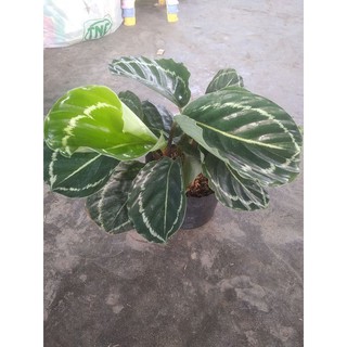 đuôi công xanh lè green