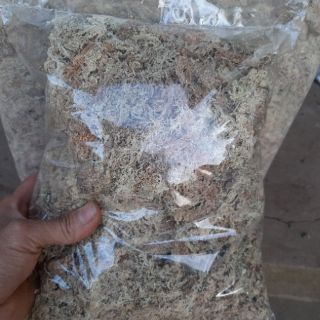Rêu trắng ChiLe - Giá thể giữ ẩm tuyệt vời cho phong lan, gói 200g