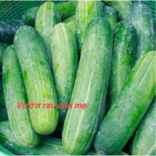 Hạt giống dưa chuột, dưa leo giống Thái (1g)