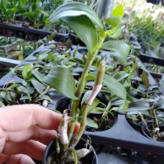 Hoa phong lan giả hạc easo gieo hạt