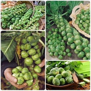 Hạt giống Bắp Cải Tí Hon Xanh (Cải Bắp Mini xanh) nhập nguyên gói Thái Lan