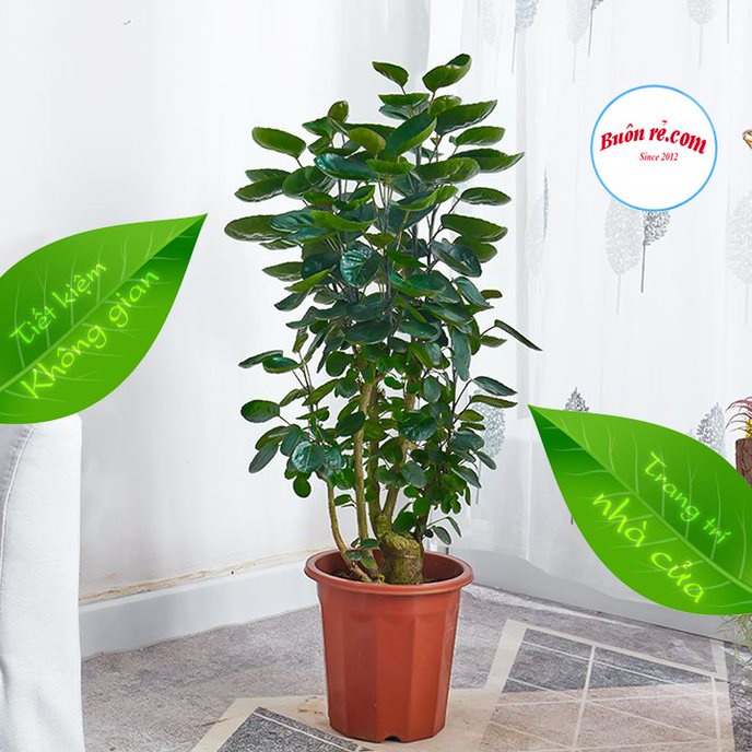 Chậu hoa tròn nhựa Việt Nhật (MS:2287) - Chậu cây trang trí tạo không gian xanh cho nhà cửa 01537