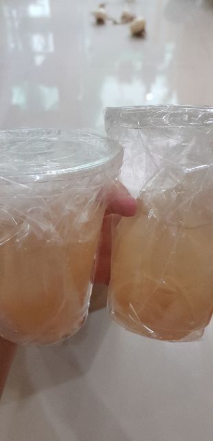 COMBO SCOBY KOMBUCHA+2 CỦ HUỆ+1 VÒI TƯỚI CÂY THÔNG MINH