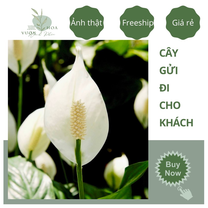 Cây lan ý thuỷ sinh, để bàn cao 50cm, sẵn nụ hoa, trang trí bàn làm việc, lỗi 1 đổi 1
