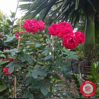 Cành Chiết Hồng Tố Nữ Cành Chiết Hoa Hồng