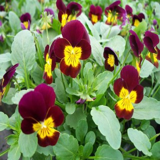 100 Hạt giống hoa pansy xanh