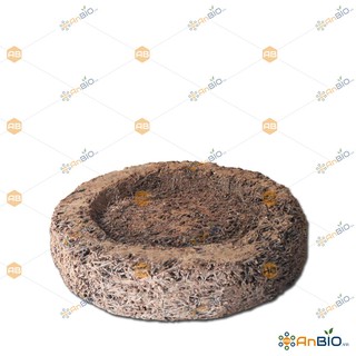 DỚN ĐĨA TRÒN CÂY DƯƠNG XỈ RỪNG - GIÁ THỂ TRỒNG LAN - C6.1020