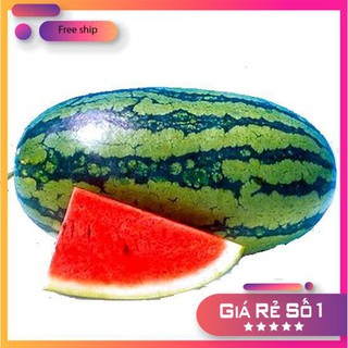 Hạt giống Dưa hấu (0,5g) (MV)