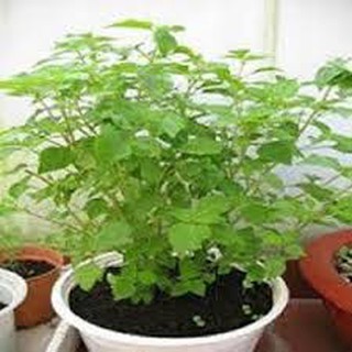 Hạt giống rau kinh giới( 2G)