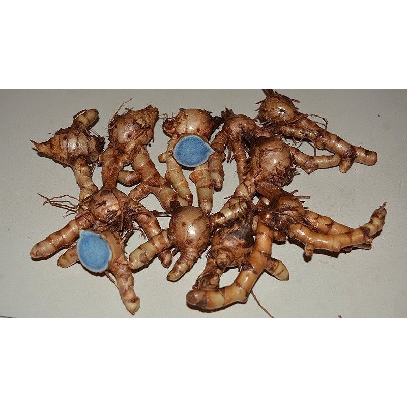 Lọ 500Gr Tinh bột Nghệ Đen Nguyên Chất