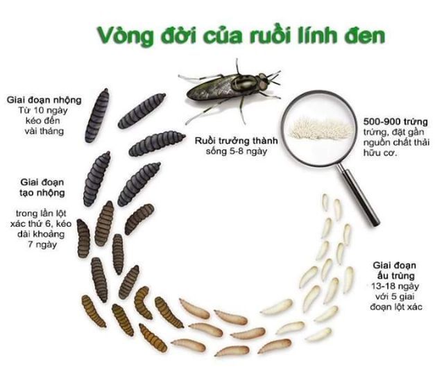 50g trứng ruồi lính đen - sâu canxi - Tặng kèm tài liệu kỹ thuật nuôi từ A-Z