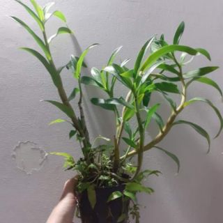 Hoa lan Denro nắng Alba
