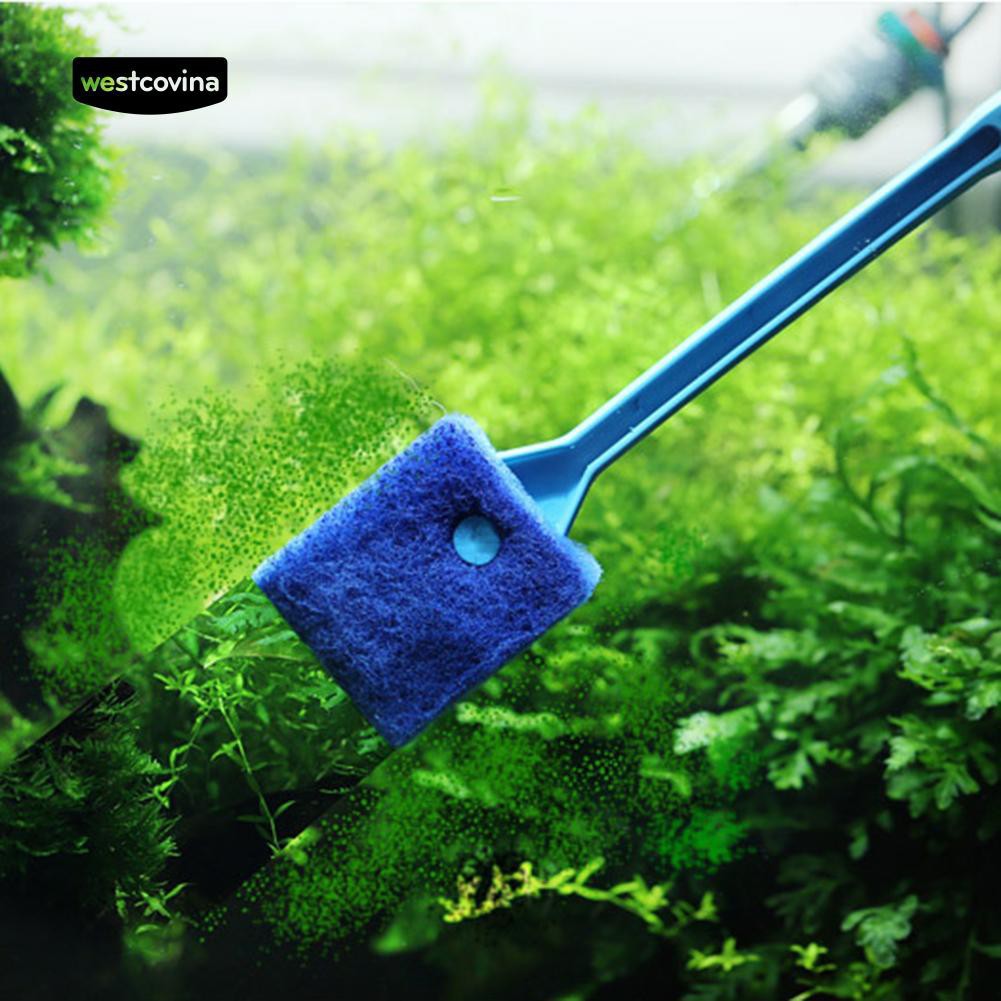 Cây vệ sinh kính hồ cá