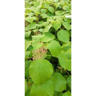 Củ gai tươi 1kg an thai