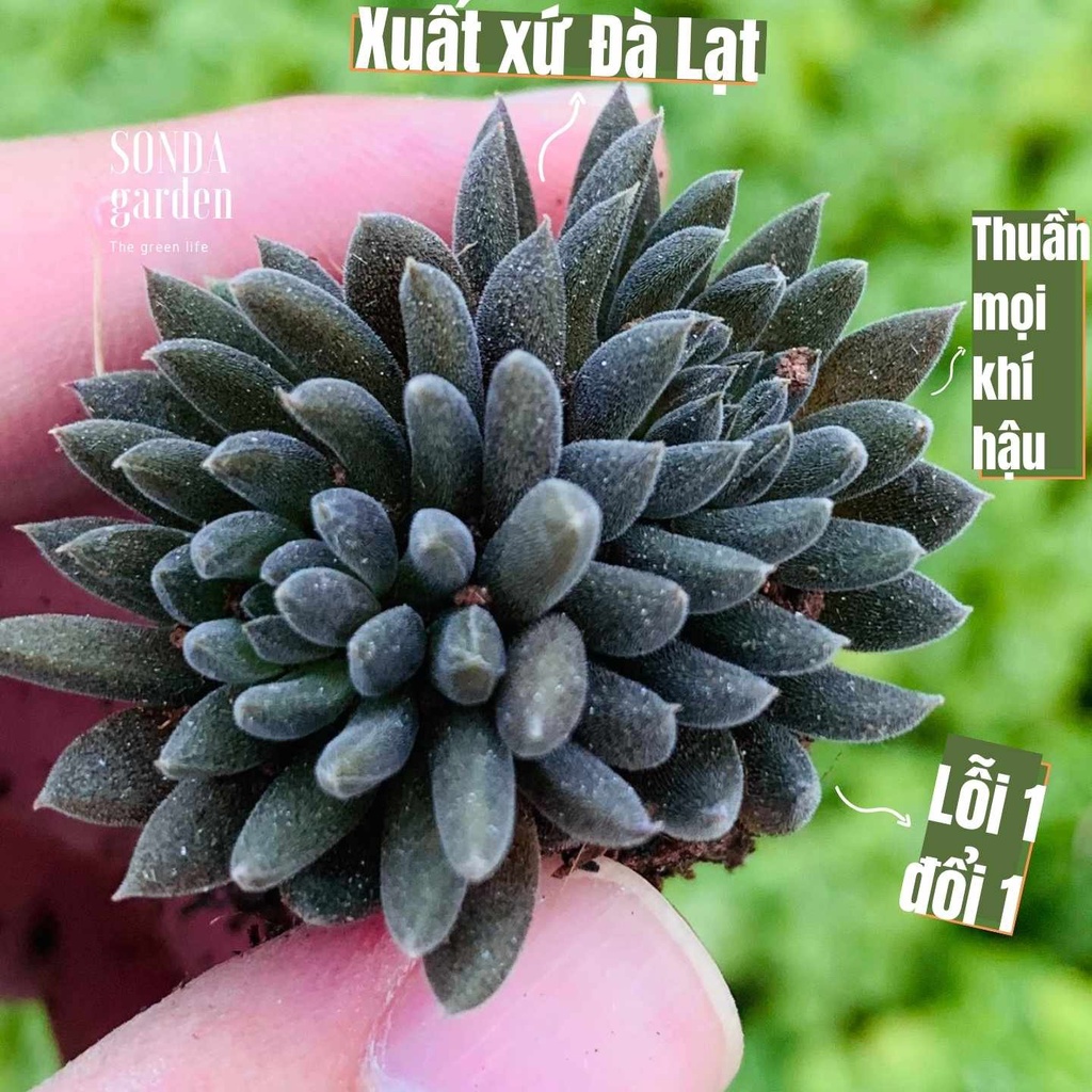 Sen đá nhím đen SONDA GARDEN size mini 2.5-4cm, cây cảnh trang trí nhà cửa, lỗi 1 đổi 1
