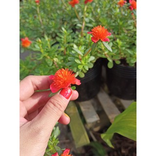 Cây hoa sam giống Thái cánh kép bầu rễ ổn định giao chậu cây sum cành, sẵn bông và nụ - Summer Garden