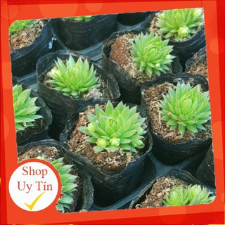 Sen đá phật bà mới🍏 |FREESHIP| 🔥 XỨ NÓNG, ĐÃ THUẦN KHÍ HẬU, KHOẺ ĐẸP 🍏 LỖI 1 ĐỔI 1